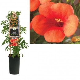 KlimplantCampsistMadameGalen75cm-Vanderstarre