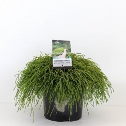 Chamaecyparispisfiliferanana45cm-Warentuinnatuurlijk