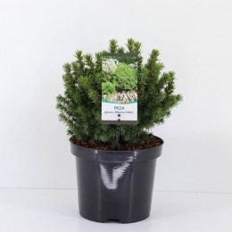 Piceaglaucaalbertaglobe-Warentuinnatuurlijk