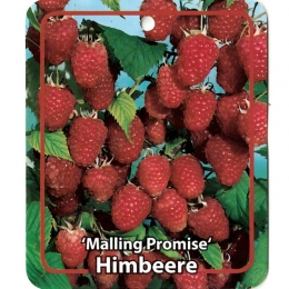 RubusIdaeusMallingPromise-Oosterikhome