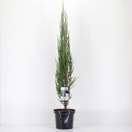 Juniperusscopulorumbluearrow75cm-Warentuinnatuurlijk