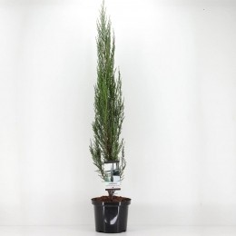 Juniperusscopulorumbluearrow120cm-Warentuinnatuurlijk