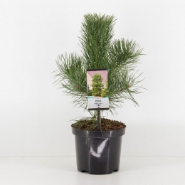 Pinusnigranigra-Warentuinnatuurlijk
