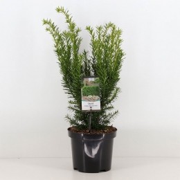Taxusmediadensiformis30-40cm-Warentuinnatuurlijk