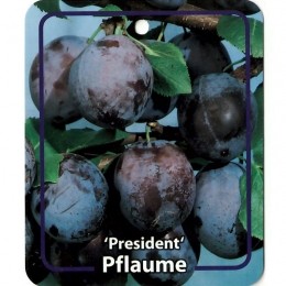 PrunusDomesticaPresident-Oosterikhome