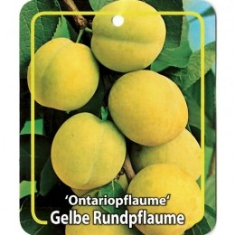 PrunusDomesticaOntariopflaume-Oosterikhome