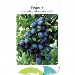 PrunusDomesticaHauszwetsche-Oosterikhome