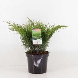 Juniperussabina45cm-Warentuinnatuurlijk