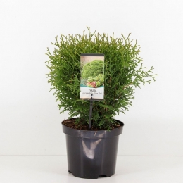 Thujaoccidentalistinytim25-30cm-Warentuinnatuurlijk