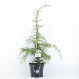 Cedrusdeodaraaurea75cm-Warentuinnatuurlijk