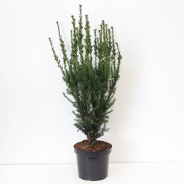 Taxusmediahillii60-100cm-Warentuinnatuurlijk