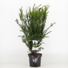Taxusmediagroenland50-60cm-Warentuinnatuurlijk