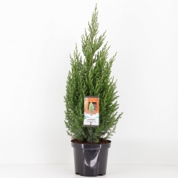 Juniperuschinensisstricta65cm-Warentuinnatuurlijk