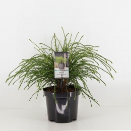 Thujaplicatawhipcord20-25cm-Warentuinnatuurlijk