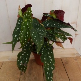 KamerplantBegoniaMaculatametstipBegoniaceae-Warentuinnatuurlijk