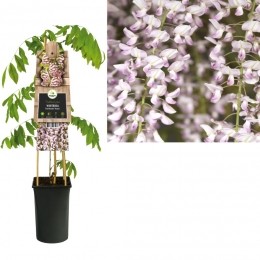 KlimplantWisteriafloribundaRosea75cm-Vanderstarre