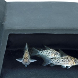 Sfundergravelfishcavem-Superfish