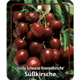 PrunusAviumGrosseSchwarzeKnorpelkirsche-Oosterikhome