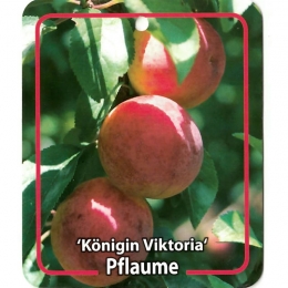 PrunusDomesticaKoniginViktoria-Oosterikhome