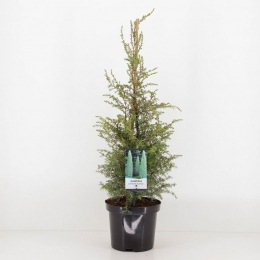 Juniperuscommunissuecica75cm-Warentuinnatuurlijk