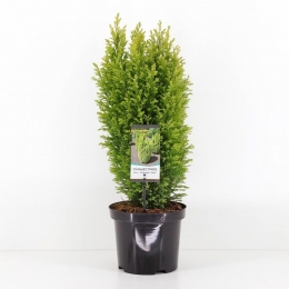 Chamaecyparislawellwgold55cm-Warentuinnatuurlijk