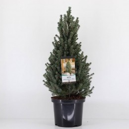 Piceaglaucasandersblue50-60cm-Warentuinnatuurlijk