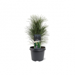PinusnigraGreenTower25-30cmConifeer-Warentuinnatuurlijk