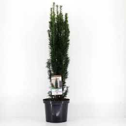 Taxusbaccatafastigiatarobusta60-80cm-Warentuinnatuurlijk