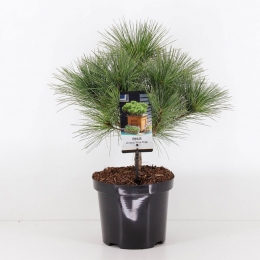 Pinusstrobusblueshagradiata-Warentuinnatuurlijk
