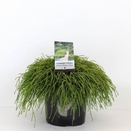 Chamaecyparispisfiliferanana45cm-Warentuinnatuurlijk
