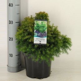 Cryptomeriajapmonstrosanana45cm-Warentuinnatuurlijk