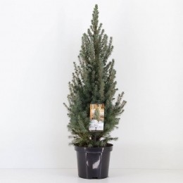 Piceaglaucasandersblue40-50cm-Warentuinnatuurlijk