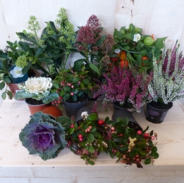 PlantenHerfstpakketPelargoniumplantenboxcirca8tot12plantenWarentuinNatuurlijk-Warentuinnatuurlijk