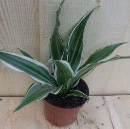 DrakenbloedboomDracaenaWitbontKlein-Warentuinnatuurlijk