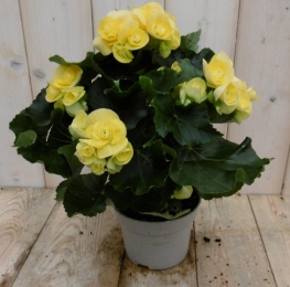 KamerplantBegoniadubbelbloemiggeel-Warentuinnatuurlijk