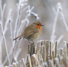Tuinschilderijroodbwinter130x70-Customizeit