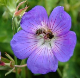 GeraniumRozanne-Samplant