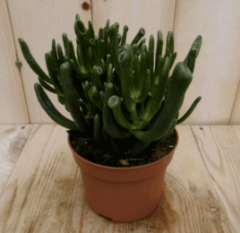 2stuksKamerplantVetplantkoraal-Warentuinnatuurlijk