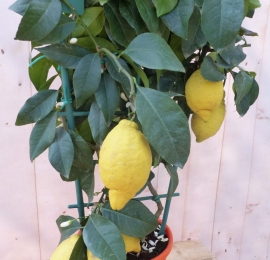 Citroenboompje80cmhoogWarentuinNatuurlijk-Warentuinnatuurlijk
