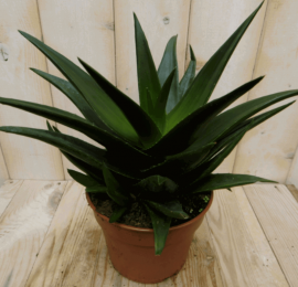 KamerplantHawortiaFasciata-Warentuinnatuurlijk