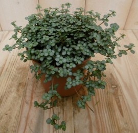 2stuksKamerplantChiquePileaGlauca-Warentuinnatuurlijk