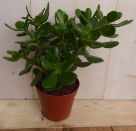DikbladCrassulakamerplantWarentuinNatuurlijk-Warentuinnatuurlijk