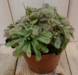 3stuksVleesetendeplantZonnedauw-Warentuinnatuurlijk