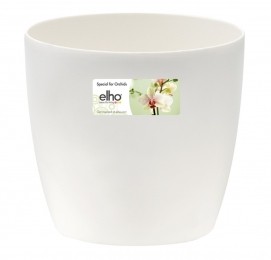 Brusselsorchidee125cmtransparant-Elho