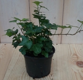 3stuksKamerplantKlimopkleingroenHederaWarentuinNatuurlijk-Warentuinnatuurlijk