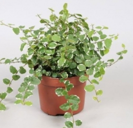 FicusPumilaViridikamerplantWarentuinNatuurlijk-Warentuinnatuurlijk