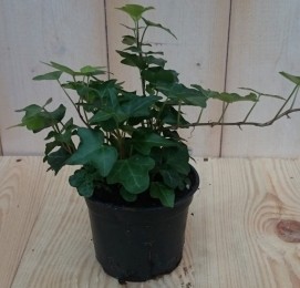 3stuksKamerplantKlimopkleingroen-Warentuinnatuurlijk