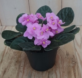 2stuksKamerplantKaapsvioolroze-Warentuinnatuurlijk