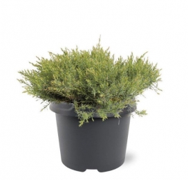 JuniperusdavuricaLeningrad30-40cmConifeer-Warentuinnatuurlijk