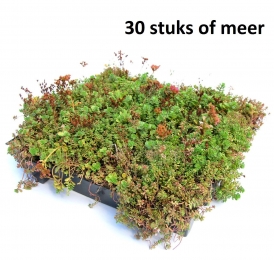 Minimaal30stuksDakgroenSedumtrayvoordakenTypeTEKantKlaarClicknGo15gradenprijsper1traySempergreen-Sempergreen